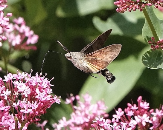 hummingbird hawkmoth